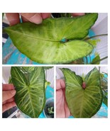 Syngonium Podophyllum Arrowhead Plant ‘White Butterfly’ W Roots, Free Sh... - $25.77 CAD