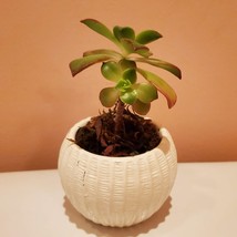 Succulent Planter with Plants, Aeonium Kiwi Plant, White Succulent Pot Ceramic image 6