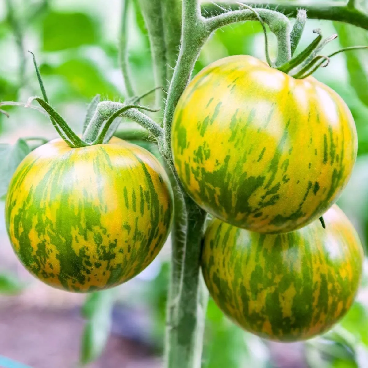 30 Seeds Green Zebra Tomato NON-GMO - $4.00