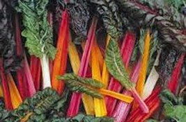 Swiss Chard Seed, Swiss Chard, Rainbow, Heirloom, Organic, 500 Seeds, Non Gmo - £4.73 GBP