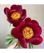 Deep Crimson Black Single Petal Peony 20 Seeds - &#39;Diyu&#39; Series - $11.99