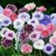 100 Seeds Cornflower Bachelor Button FROSTY MIX Heirloom Pollinators Non-GMO - £9.45 GBP