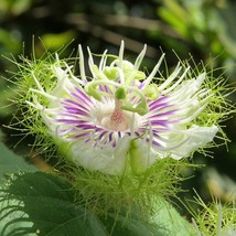 Stinking Passionflower Seeds, 10 Count - Fragrant Tropical Vine, Ideal for Home  - £7.59 GBP