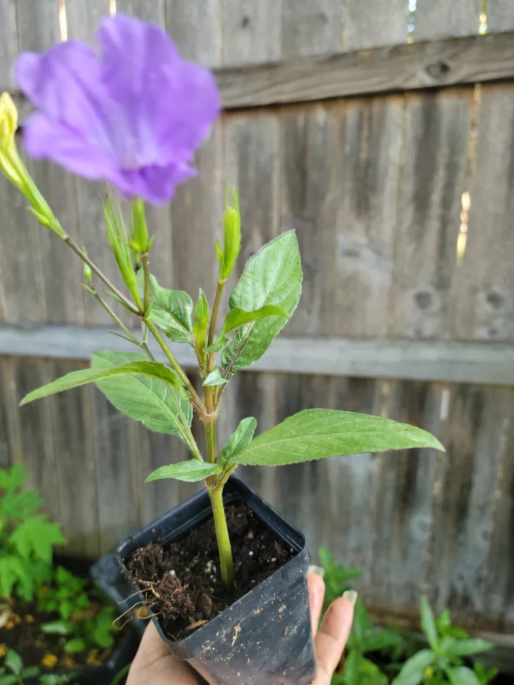 Purple Mexican Petunia - Live Plant Ruellia Tweediana &#39;Purple Showers&#39; I... - $15.00