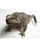 Limnonectes Macrodon Giant Fanged River Frog Real Taxidermy Education Di... - £88.99 GBP