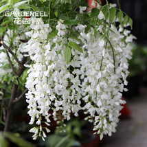 10PCS Purely White Chinese Wisteria Seeds Garden Yard Climbing Plants Fr... - $5.68