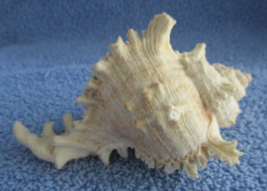 Vintage 5&quot; X 3 1/2&quot; Spiked Horned Conch Shell - £11.81 GBP