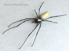 Golden Orb Weaver Nephila Vitiana Real Spider Framed Entomology Shadowbox - £59.80 GBP