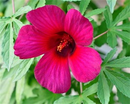 AW Hibiscus Radiatus 15 Seeds Monarch Rosemallow Perennial Garden Flower... - $9.99