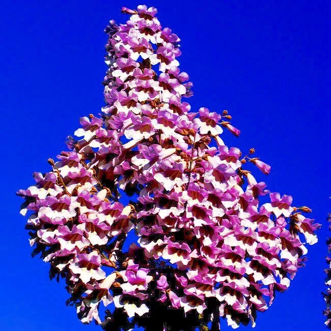 SYST 50 Seeds Royal Empress Paulownia Tomentosa Non Gmo Seed Catalog Home Garden - $14.99