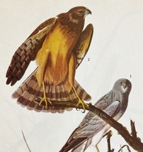 Marsh Hawk Bird Print 1946 Color Art John James Audubon Nature DWV2E - £31.97 GBP