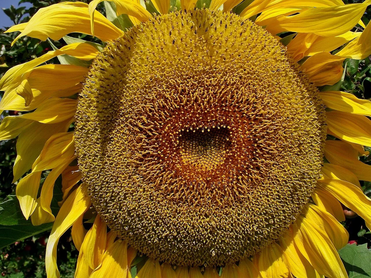 50 AMERICAN GIANT HYBRID SUNFLOWER SEEDS - $16.98