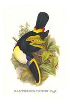 Cuvier&#39;s Toucan by John Gould #2 - Art Print - £17.57 GBP+