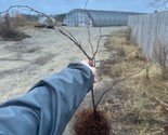Summit Muscadine Grape Vine - 2 Year Old Bare Root Live Plant - 3-5ft tall - $28.45+