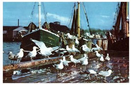 Seagulls Festaiolo Su Pesce Scarti Capo Ann Massachusetts Cartolina 1962 - £21.29 GBP
