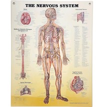 2000 Nervous System Anatomical Chart Laminated Poster Medical Hospital V... - $49.99