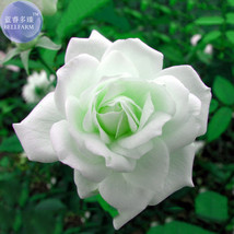 Rare Hybrid White Rose with Green Heart Flower Plant Seeds, Professional Pack, 5 - £2.81 GBP