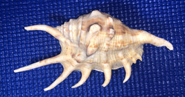 Spider Conch Shell Lambis Harpago  Chiragra Approx 5.5” Seashell - £10.22 GBP