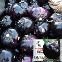Garden Noir: Explore the World of Black Round Eggplant 50 Seeds* EASY TO GROW - £3.43 GBP