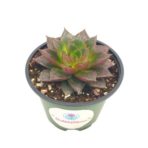 Echeveria purpusorum, 3 inch Urbinia Purpusii, Dudleya Purpusii, Rare - $9.49