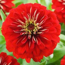 Zinnia Will Roger Flower Seeds - $4.47