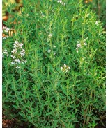 LWK 1000 Common Thyme Seeds True Winter Thyme Perennial Kitchen Herb Fas... - €12,84 EUR