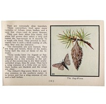 The Bag Worm Moth Print 1934 Butterflies Of America Antique Insect Art P... - $366.80 MXN