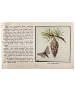 The Bag Worm Moth Print 1934 Butterflies Of America Antique Insect Art P... - $19.99