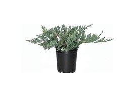 Live 4 Inch Pots Blue Rug Juniper Juniperus Horizontalis Wiltoni Groundc... - $209.96+