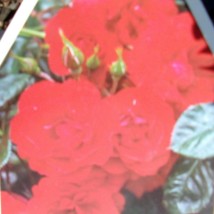 SHOWBIZ Floribunda Rose 2 Gal Live Bush Plants Plant Bright Red Cutting Roses - $43.60