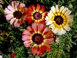 SMR Tri Color Painted Daisy Seeds Tanacetum Coccineum Fresh Garden - $13.53