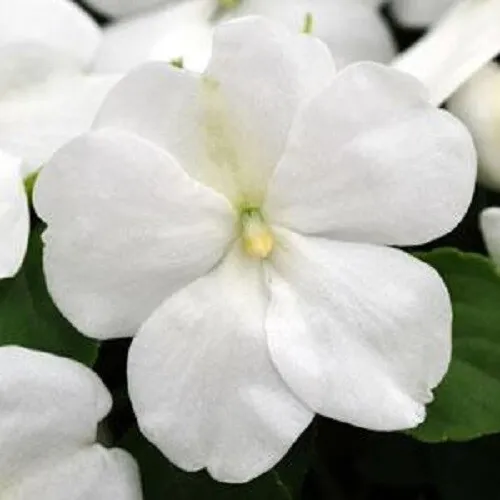 50 Impatiens Seeds Cascade Beauty White Seeds (Trailing) Garden - £9.59 GBP
