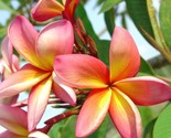 BRN 5 Plumeria Seeds Perennial Flower Lei Seed Flower Frangipani Pink Or... - $23.62