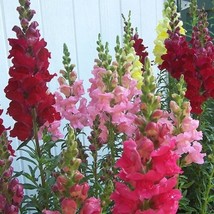 Snapdragon Seeds Rocket Mix Antirrhinum Seeds 25 Thru 500 Seeds Fresh Seeds USA - $17.72