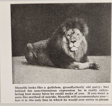 1920 Magazine Photos Huge Lion Named Menelik Bronx Zoo New York,NY - £7.99 GBP