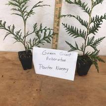 25 Green Giant Arborvitae  plants  2.5" pot image 4