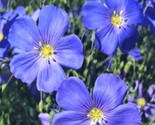 Beautiful Blue Flax Seeds 100 Seeds  Fast Shipping - $7.99