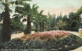 Los Angeles Ca~Marguerites At West Lake PARK~1907 Oakar Newman Postcard - £9.58 GBP