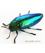 Real Jewel Beetle Sternocera Ruficornis Framed Entomology Collectible Sh... - €50,29 EUR