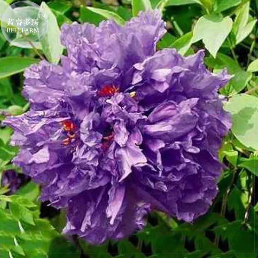 FRESH Zixiaxianzi&#39; Purple Peony Seeds, 5 seeds, professional pack - £5.47 GBP