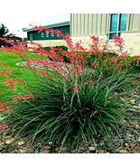 LWK 25 Red Yucca Seeds Hesperaloe Parviflora Hummingbird Butterfly Flower Fast S - $14.12