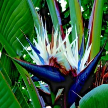 Giant White Bird Of Paradise Seeds (Strelitzia Nicolai) Tropical Flower ... - $16.66