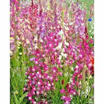 Shipped From Us 4000+TALL Snapdragon Northern Lights Mix Flower Seeds, CB08 - £13.57 GBP