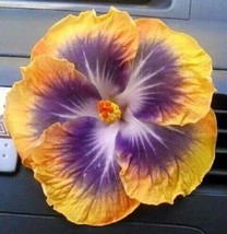 20 Yellow Purple Hibiscus Seeds Flowers Flower Seed Perennial 434 US SELLER - $13.00