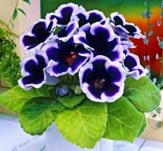 100 Seeds Purple White Side Gloxinia Perennial Flowering Plants Sinningia Specio - £5.49 GBP