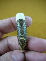(G171-9) 2&quot; Gator Alligator Tooth with beautiful hand painted Tiger coll... - $173.90