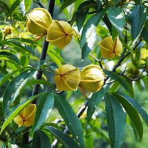 Heirloom American Pecan Seeds Nut Walnut Bonsai Perennial Plants Longevi... - $15.02