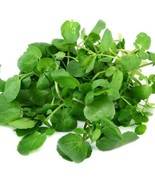 True Watercress 2000 Seeds - $10.18