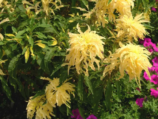 Top Seller 50 Aurora Yellow Amaranthus Tricolor Josephs Coat Flower Seeds - £11.48 GBP