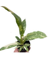 Philodendron Ring of Fire-4&quot; Pot - €104,72 EUR